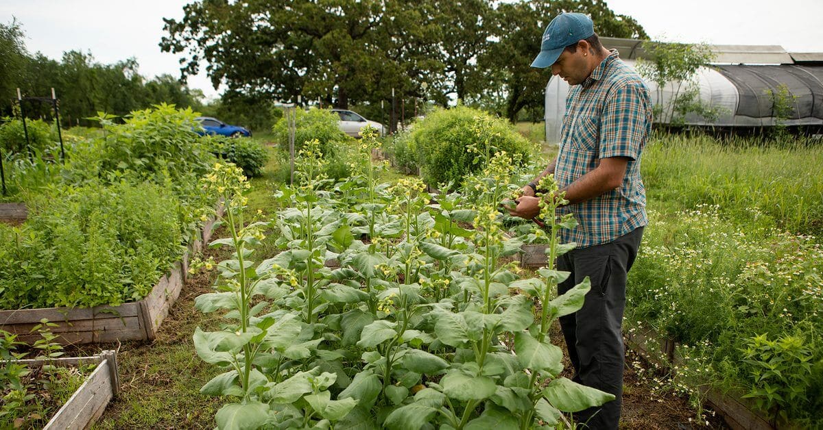 Difference Between Ceremonial Use & Commercial Tobacco Tobacco Stops